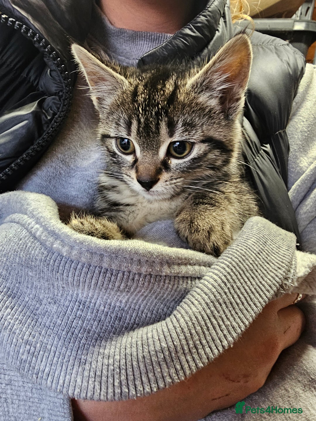 Mixed Breed cats for sale: 4 Gorgeous Bombay-Heritage Kittens- Litter Trained - Advert 15