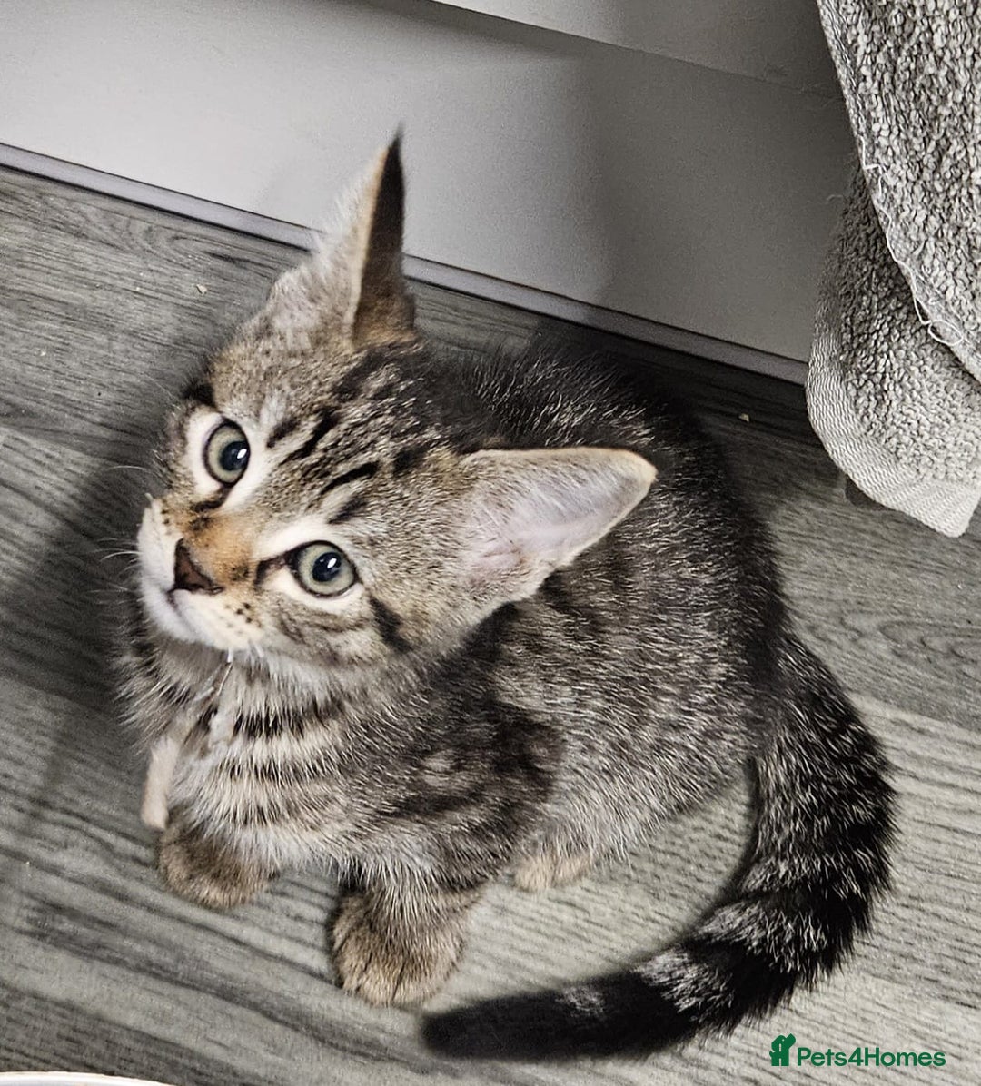 Russian Blue cats for sale: Mix Russian Blue and Maine Coon  - Image 8