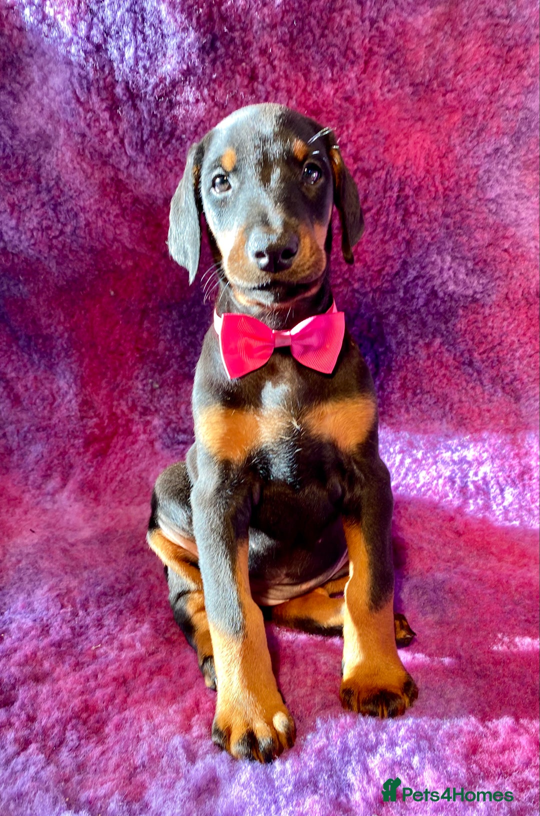 Dobermann dogs for sale: KC REG HEALTH TESTED EUROPEAN DOBERMAN : REDUCED! - Advert 19