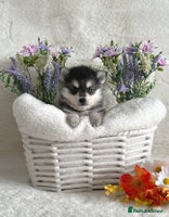 Pomsky dogs perfect husky markings micro Pomsky puppies - Advert 7