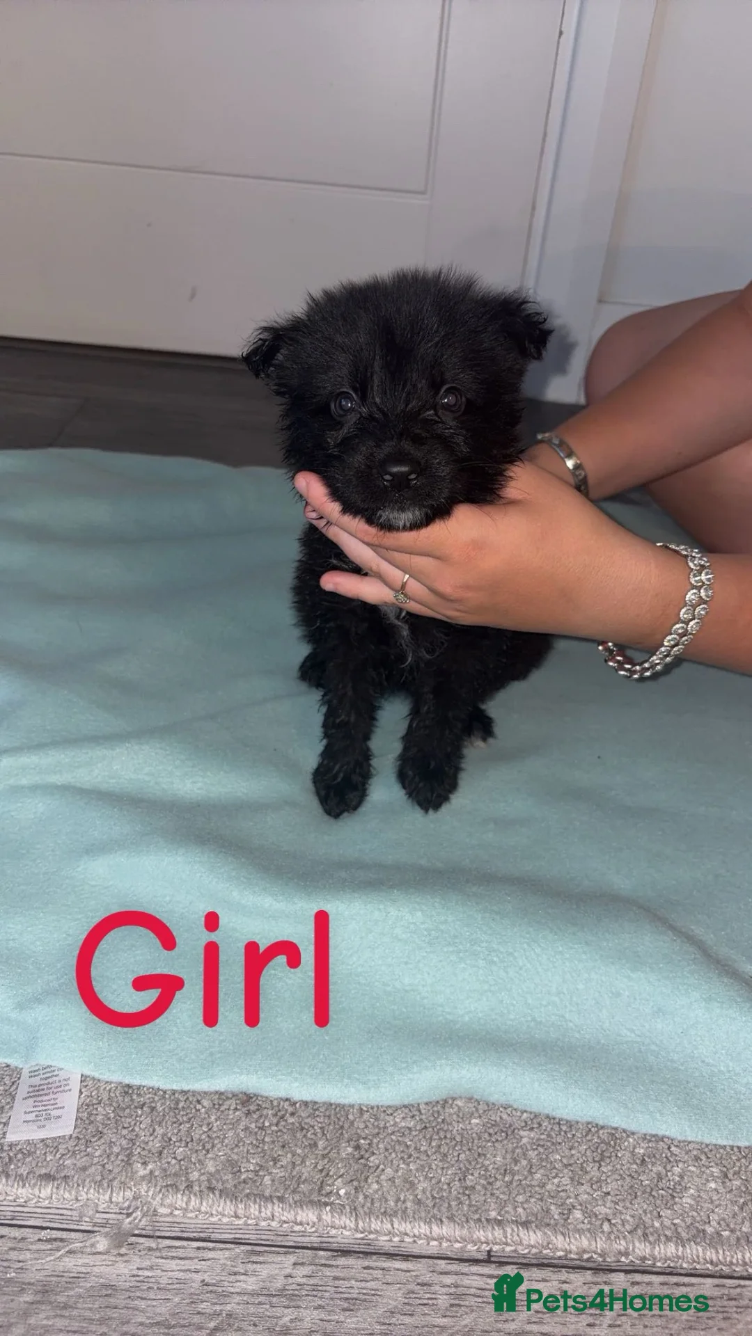 German Shepherd dogs for sale: German Shepard puppies  - Advert 6
