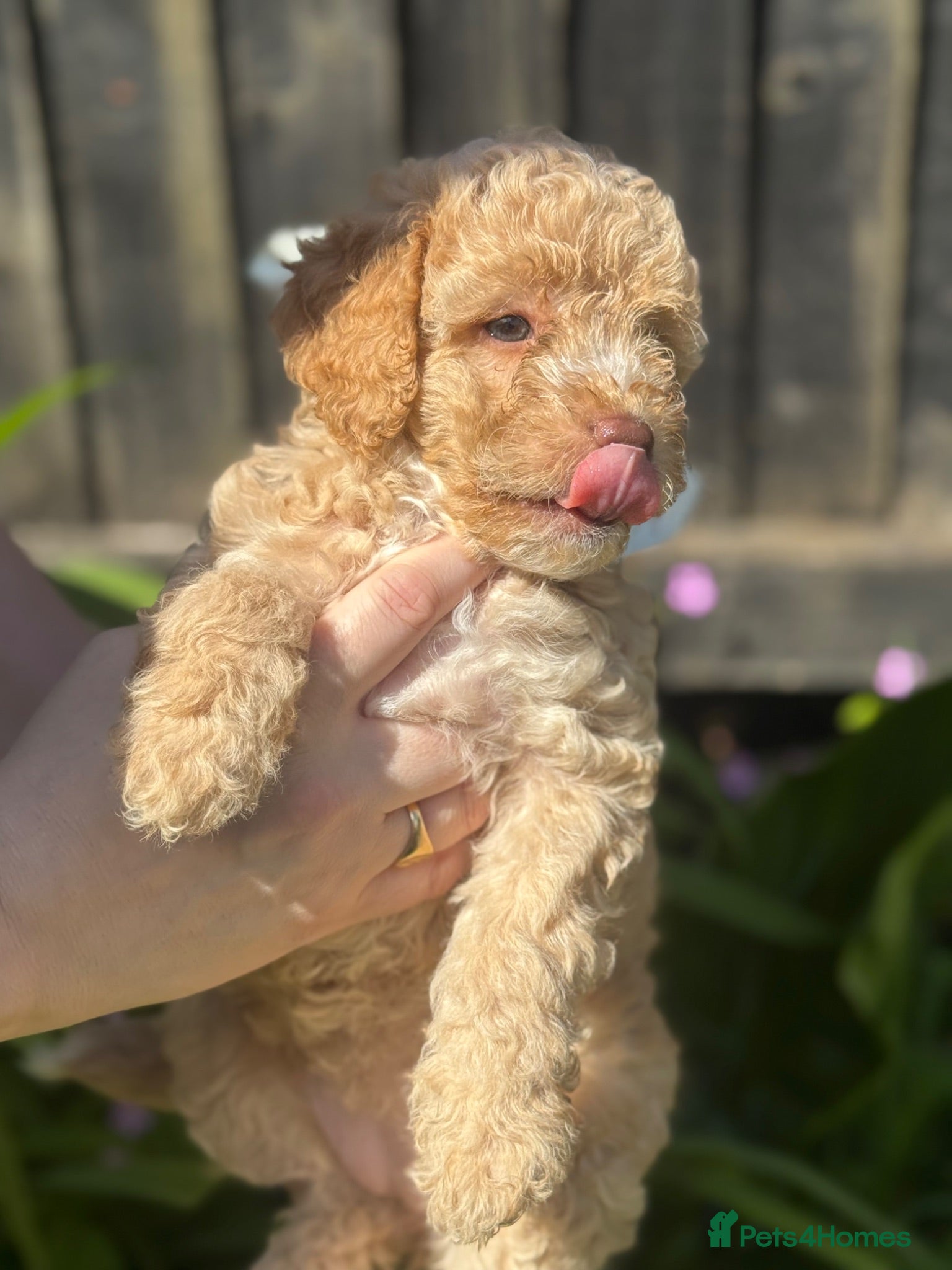 Cockapoo dogs Beautiful F2b Cockapoo puppies - Advert 2