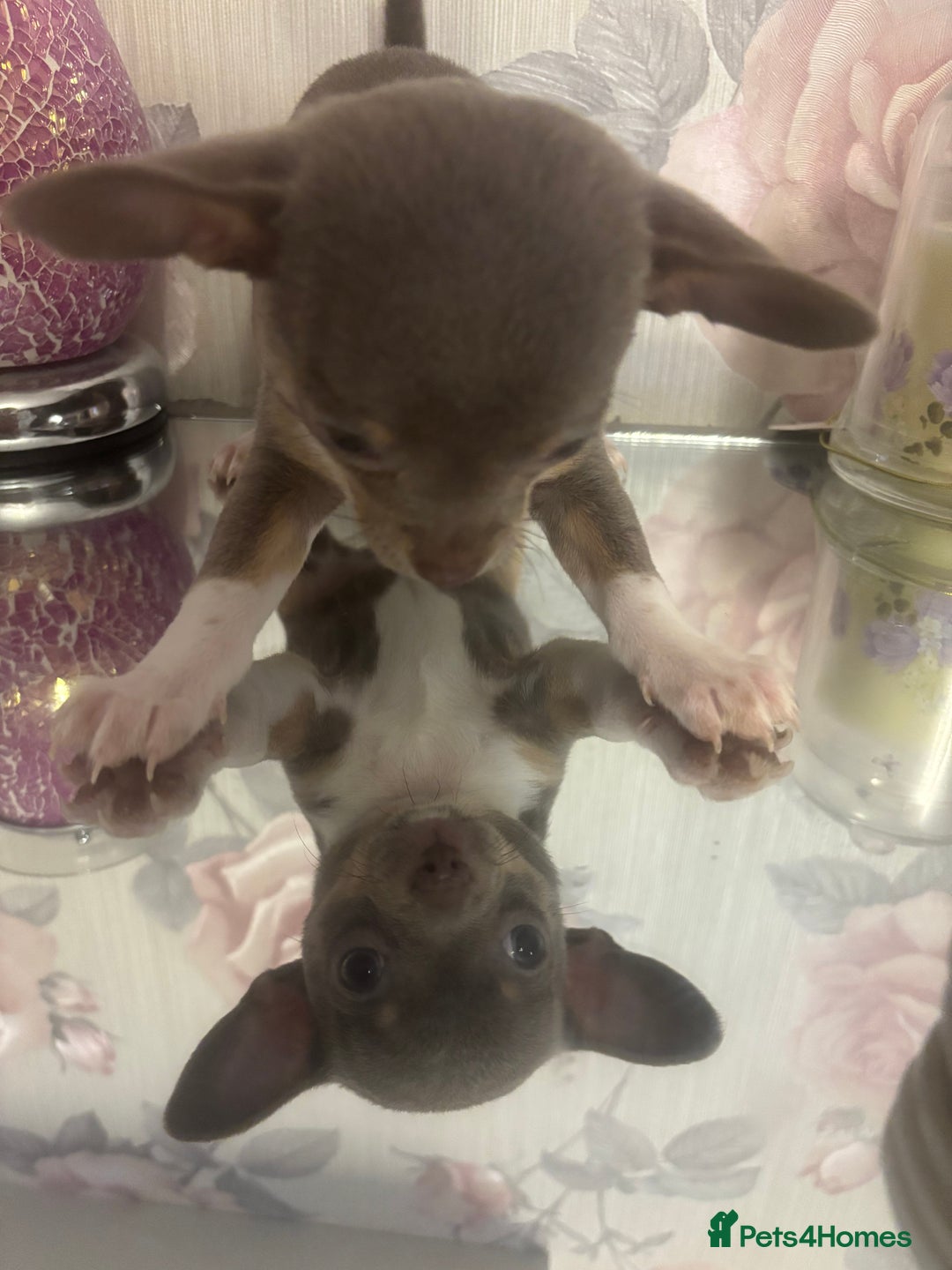 Chihuahua dogs for sale: Ready now ***Lilac girls - Image 28