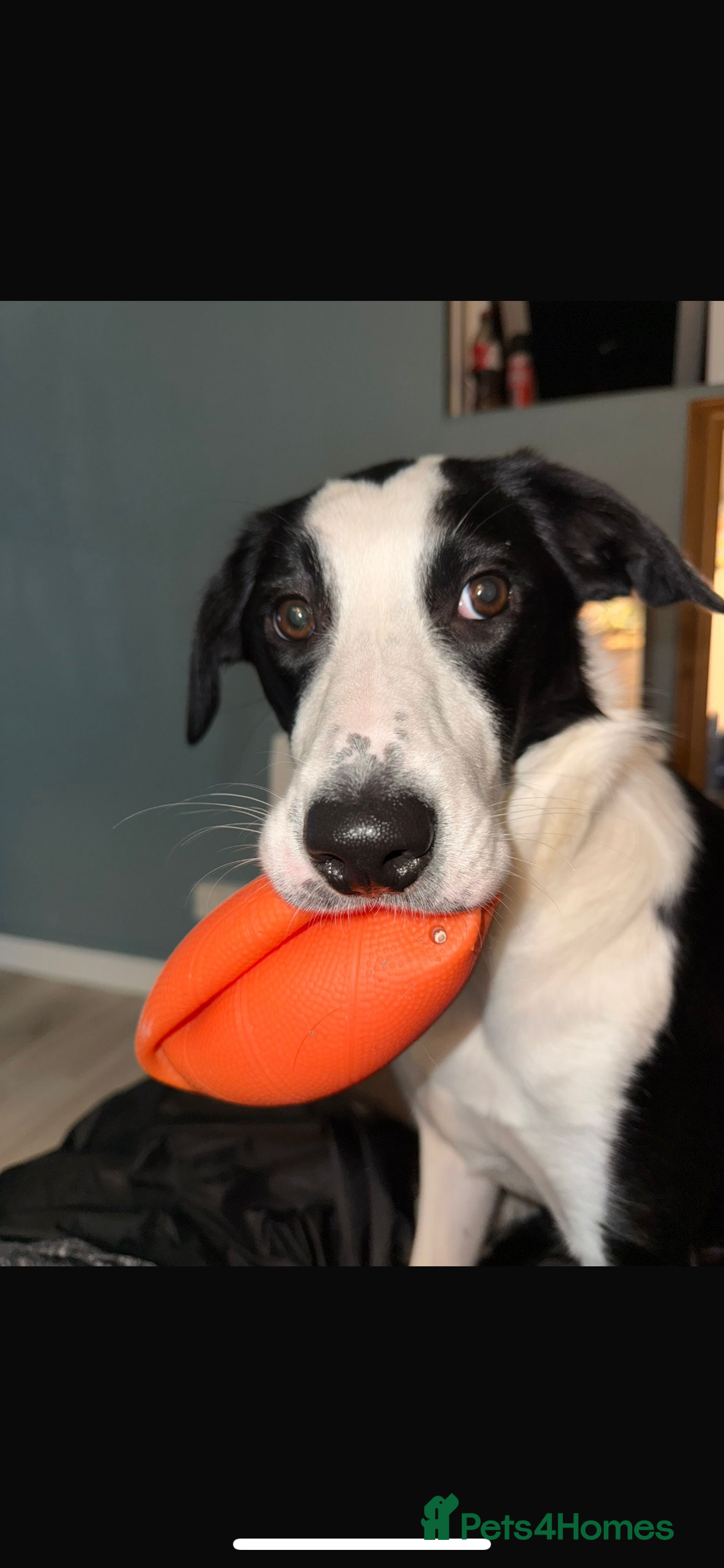 Border Collie dogs for sale: 10 month old border collie puppy ❤️ - Image 2