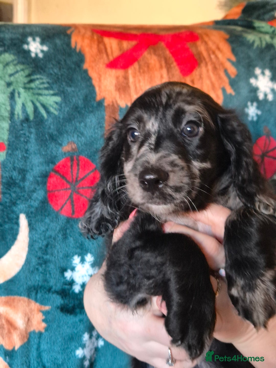 Mixed Breed dogs for sale: Dashalier puppies  - Advert 1