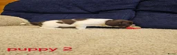 English Springer Spaniel dogs for sale: 4 KC Springer Spaniel Puppies docked & dew claws - Advert 5
