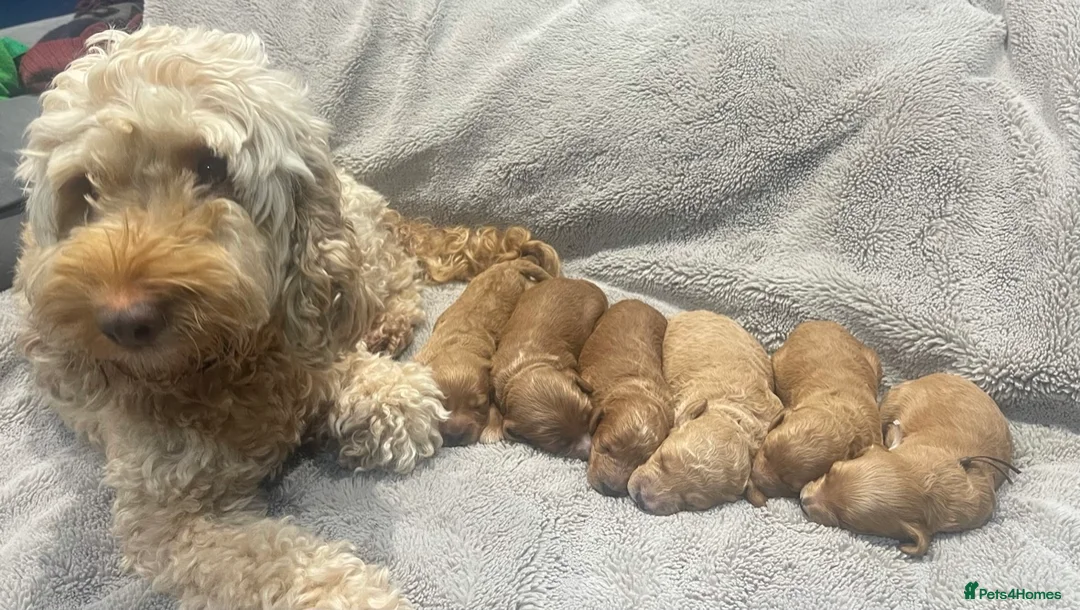 Cockapoo dogs for sale: Blond Boy Cockapoos looking for home - Advert 2