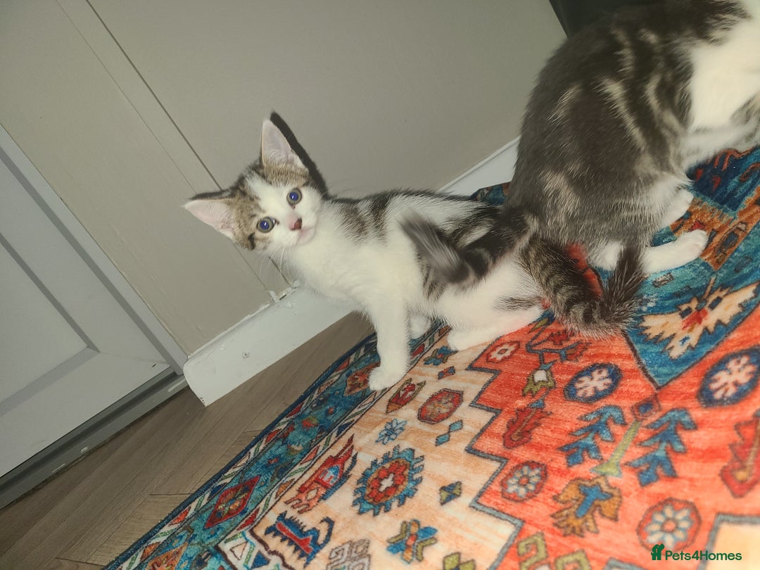 Mixed Breed cats for sale: 3 beautiful kittens - Advert 17