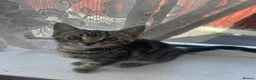 Mixed Breed cats for sale: 2 adorable male kittens ready to find a new home in Manchester - Advert 6