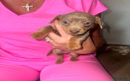 Mixed Breed dogs for sale: Jack Russel/miniature Datchound - Image 8