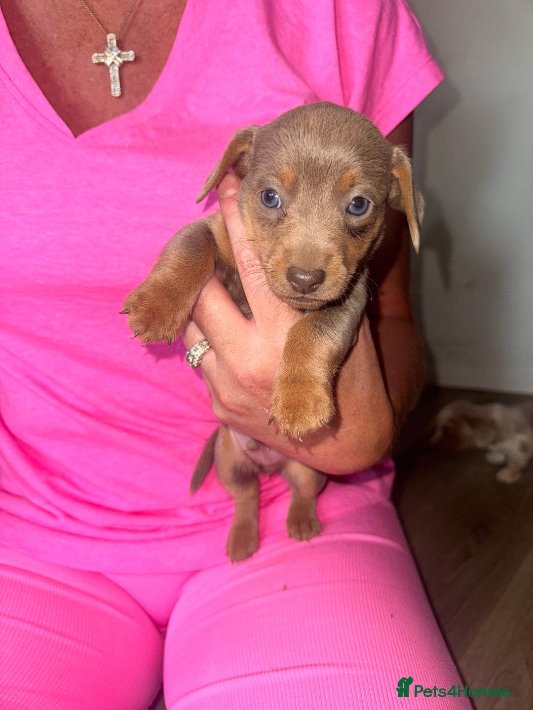 Mixed Breed dogs for sale: Jack Russel/miniature Datchound - Image 8