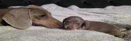 Miniature Dachshund dogs for sale: Beautiful miniature dachshunds in Southminster - Advert 11