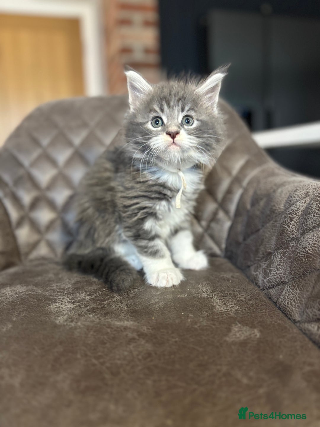 Maine Coon cats for sale: Maine Coon Kittens - Ready early Feb - Advert 17