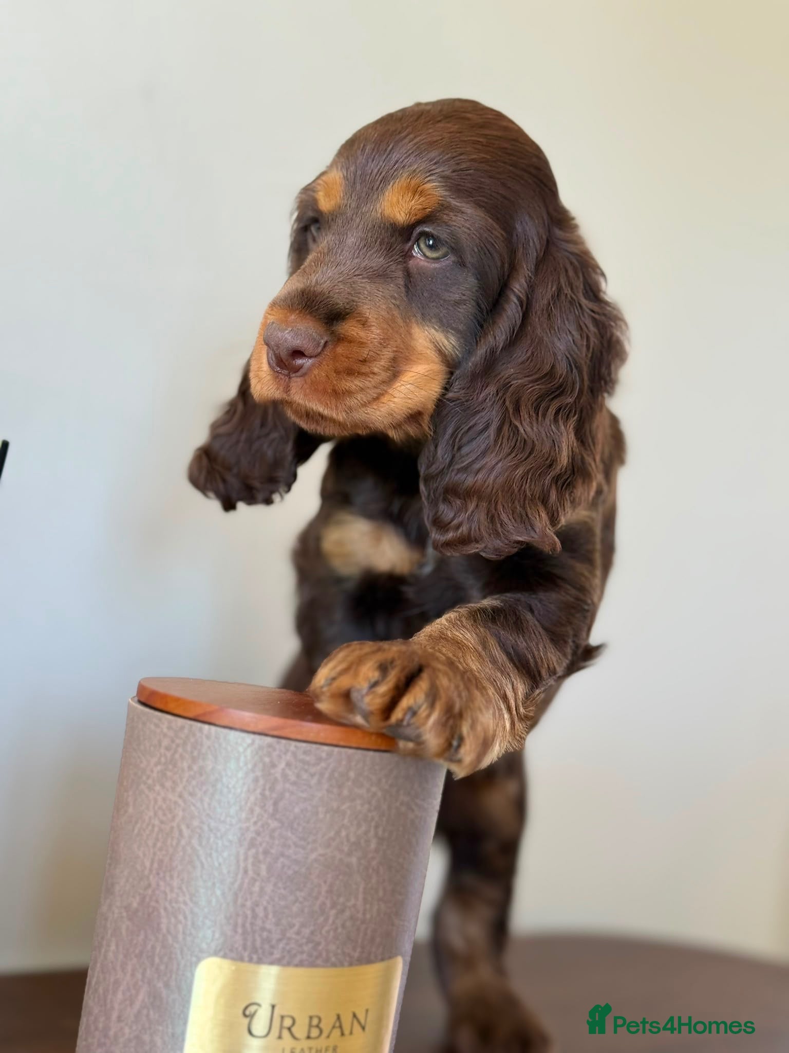 Cocker Spaniel dogs Show type cocker spaniels  - Advert 1