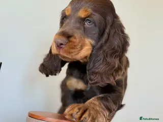 Cocker Spaniel dogs Show type cocker spaniels - Advert 1
