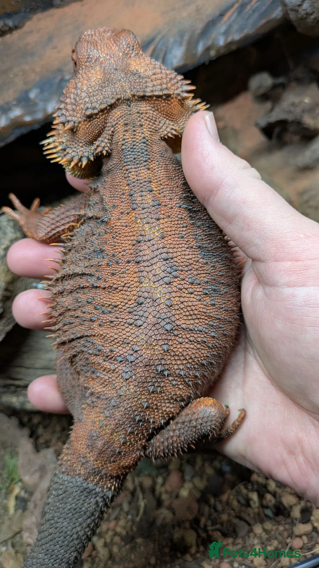 Bearded Dragon reptiles for sale: Red Male Bearded Dragon for sale  - Advert 2