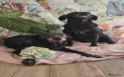 Mixed Breed dogs for adoption: A joint home needed for two Grandma’s - Image 3