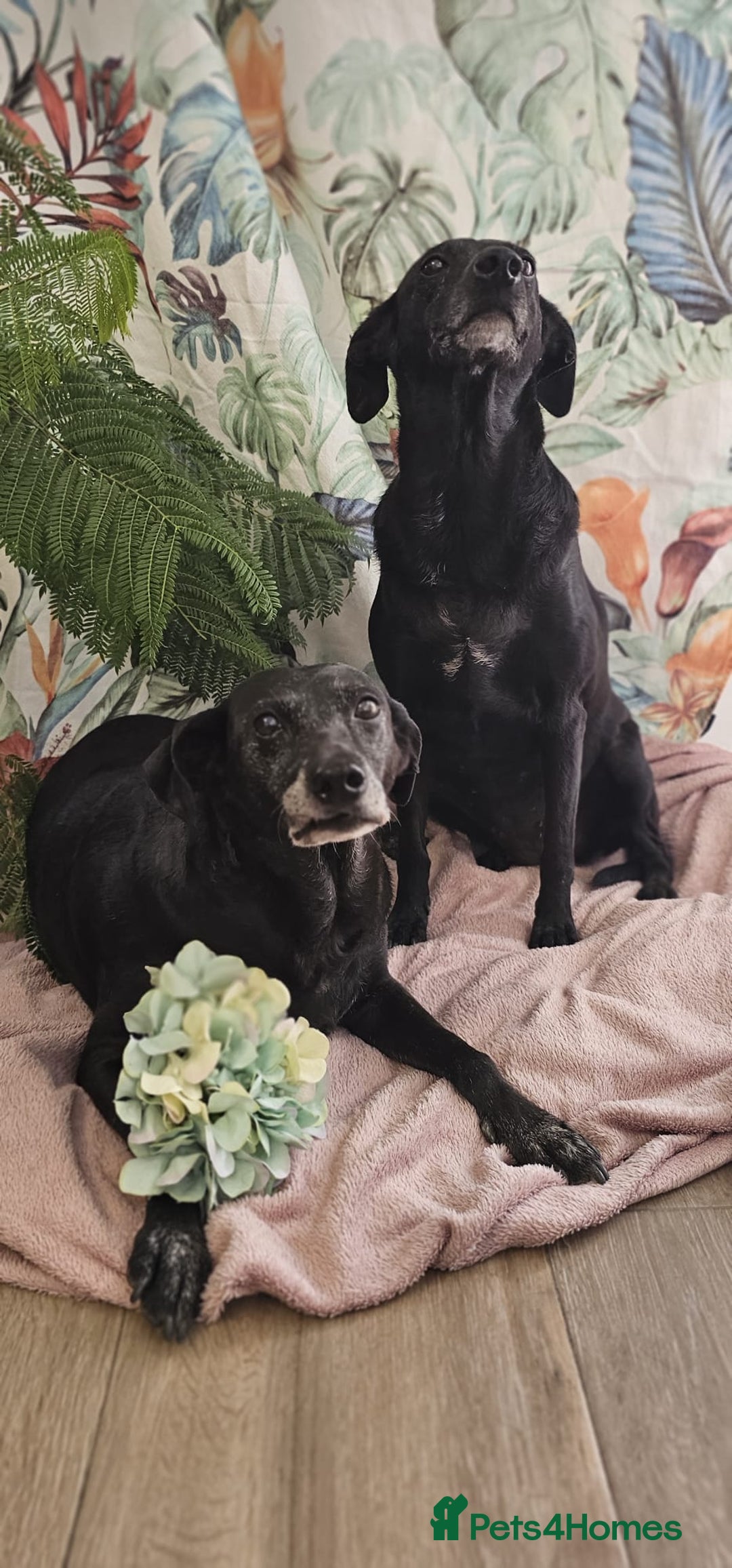 Mixed Breed dogs for adoption: A joint home needed for two Grandma’s - Image 3