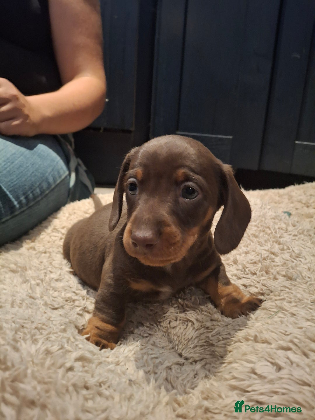 Miniature Dachshund dogs for sale: Miniature smooth haired dachshund  - Image 9
