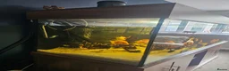 Cichlids fish for sale: 6ft tank and cichlids  - Advert 3