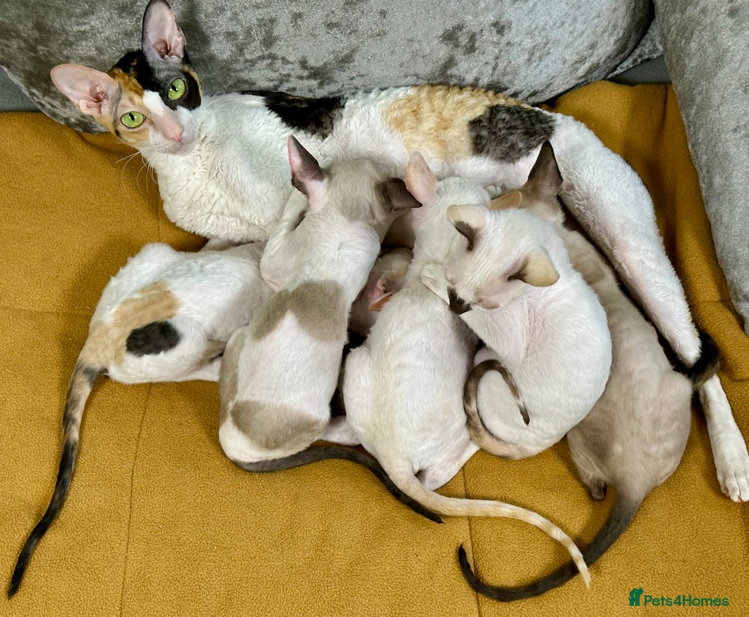 Cornish Rex cats for sale: 🌟Cornish Rex Kittens — Blue Eyes, Champion Line🌟 - Advert 12