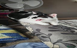 Domestic Shorthair cats for sale: Cat looking for new home - Image 10