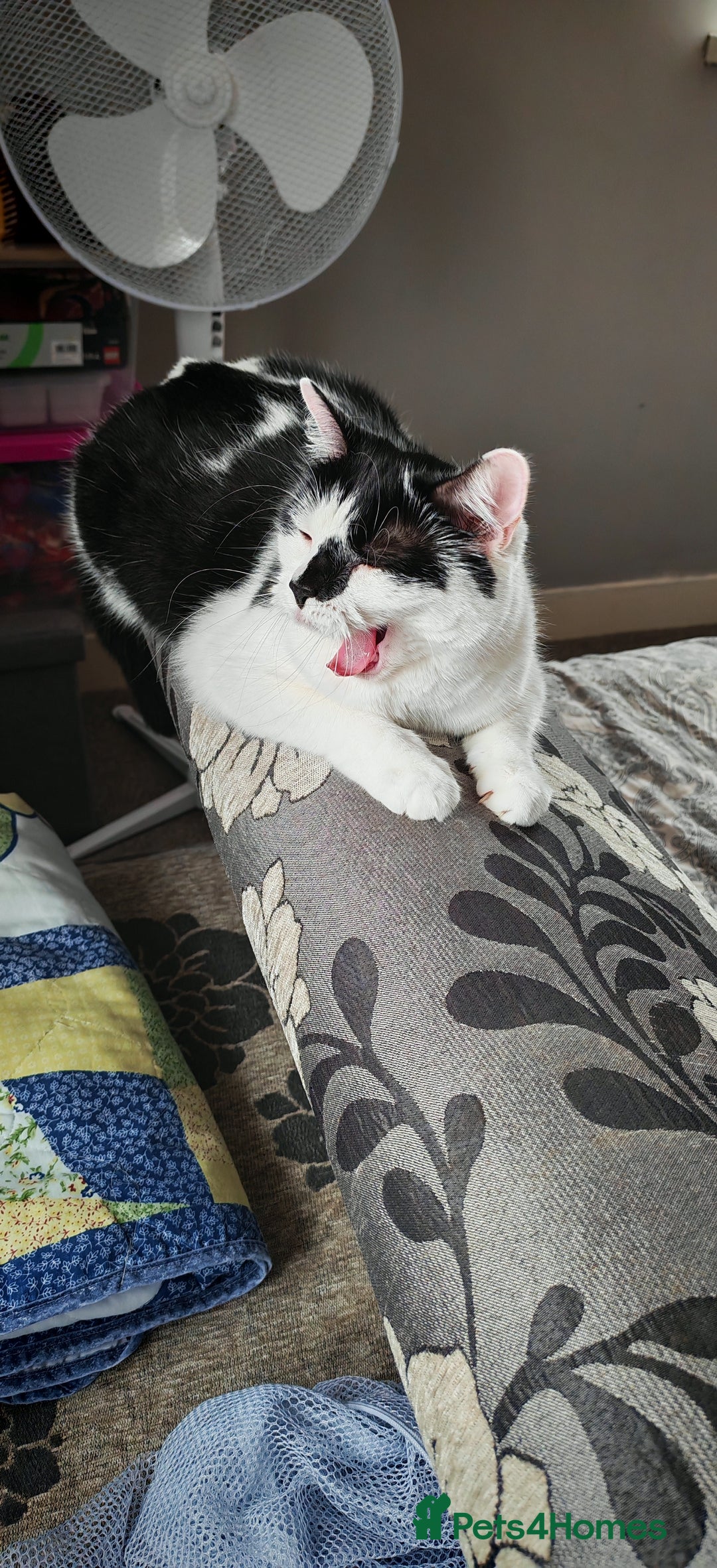 Domestic Shorthair cats for sale: Cat looking for new home - Image 10