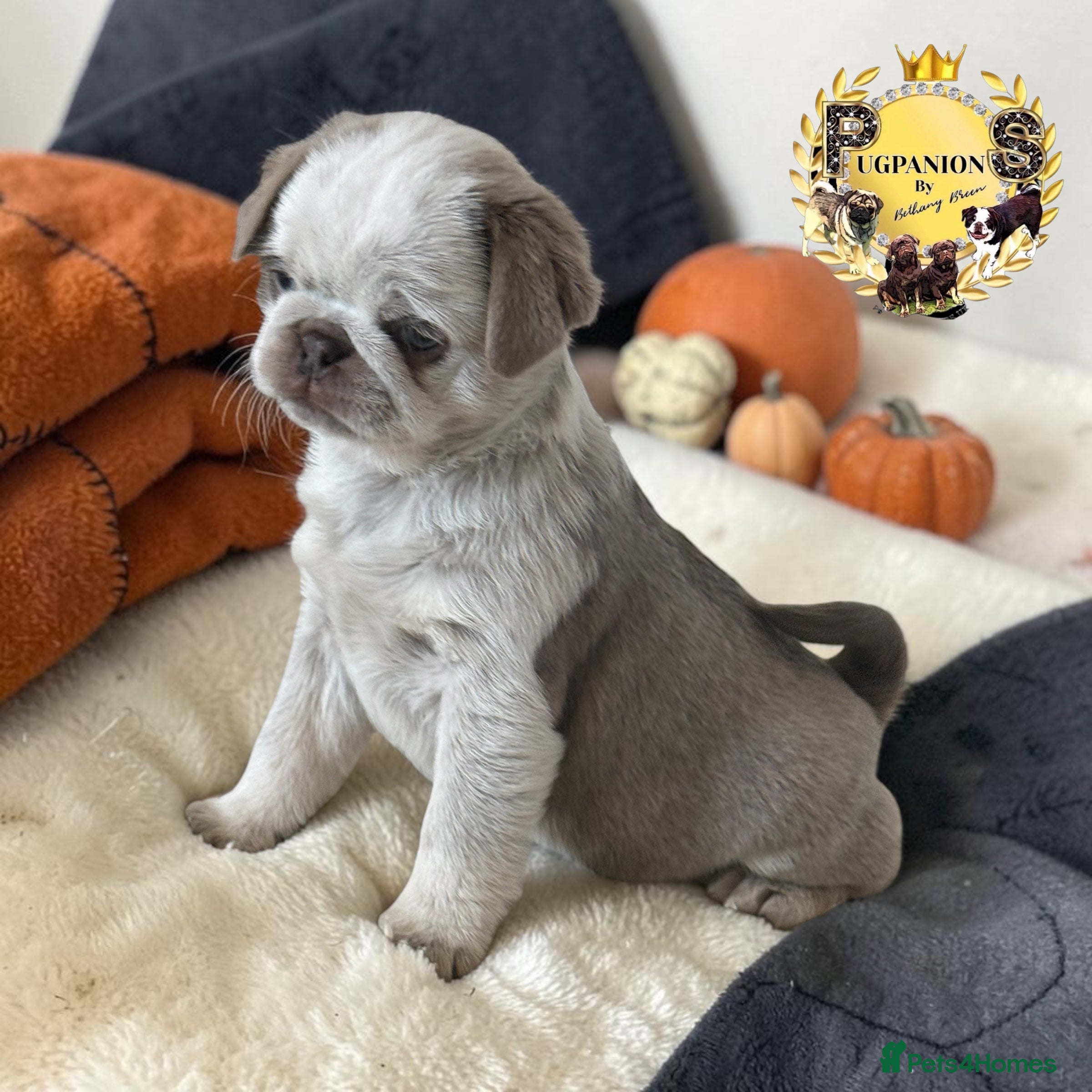 Pug dogs for sale: Kc lilac and choc pugs - 5 star licenced breeder - Advert 1
