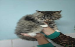 Mixed Breed cats for sale: 3 beautiful kittens available  - Image 6