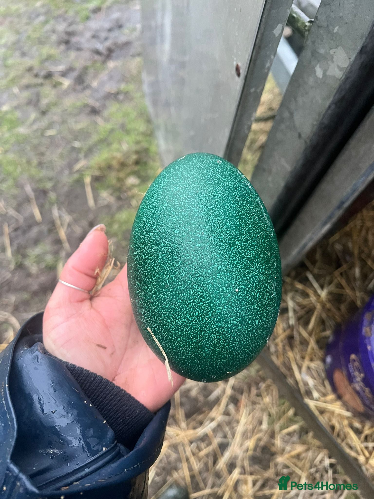 Emus poultry 3 Emu eggs for sale  - Advert 6