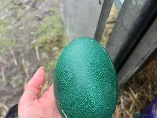 Emus poultry 3 Emu eggs for sale - Advert 6