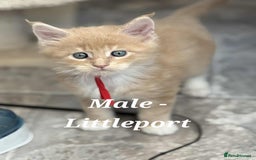 Maine Coon cats for sale: Stunning TICA Purebred Pedigree Maine Coon Kittens - Image 6