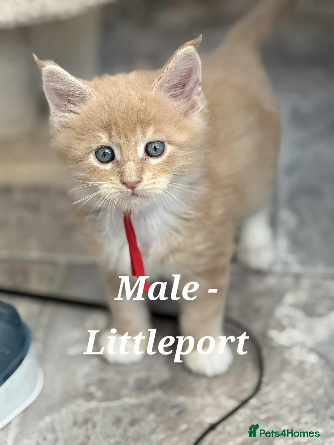 Maine Coon cats for sale: Stunning TICA Purebred Pedigree Maine Coon Kittens - Image 6