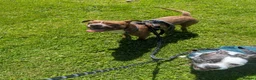 Boston Terrier dogs for sale: Boston X Puppies for sale  - Advert 14