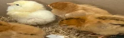 Chickens poultry for sale: Light Sussex and R.I.R chicks available  - Advert 2