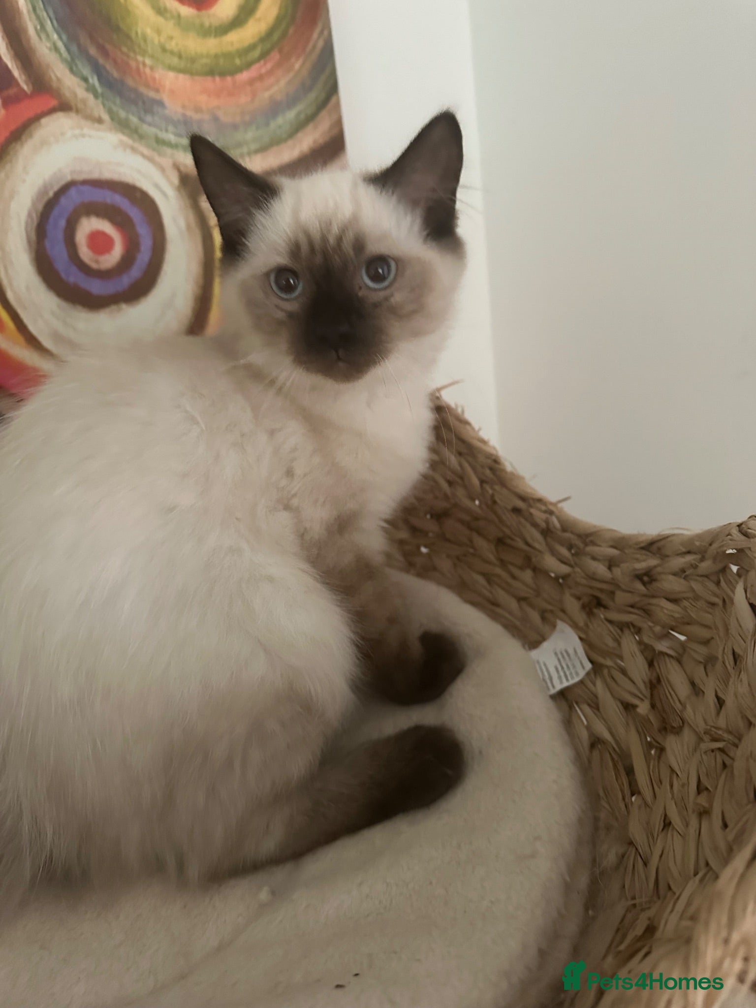 Ragdoll cats LAST RAGDOLL BOY KITTEN £500 - Advert 6