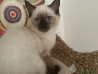 Ragdoll cats LAST RAGDOLL BOY KITTEN £500 - Advert 2