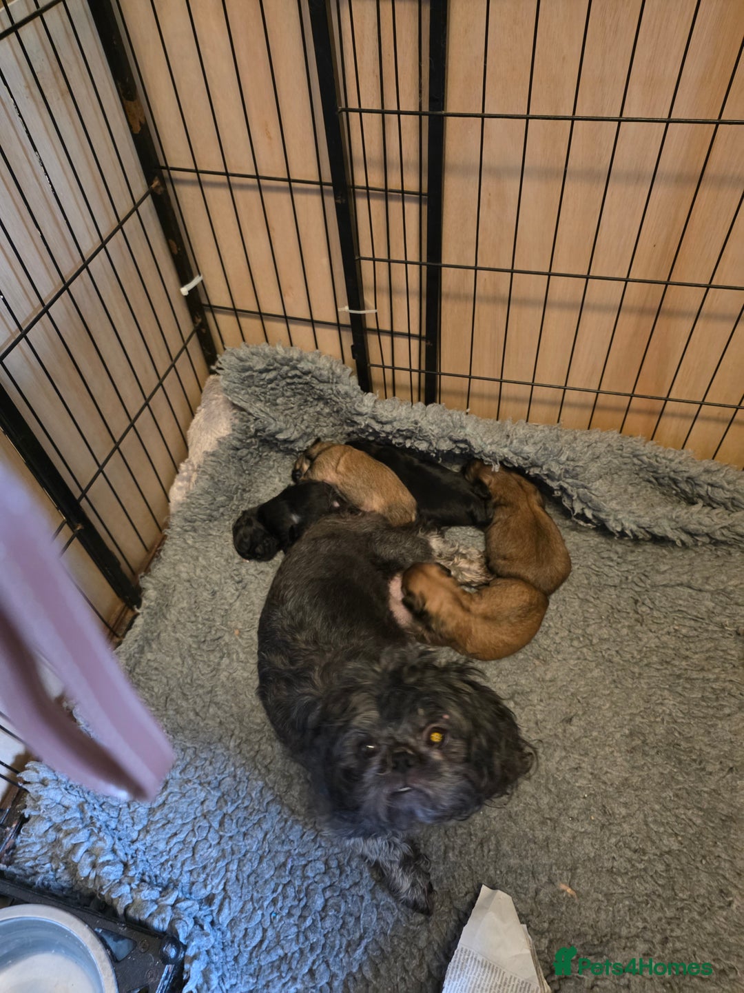 Shih Tzu dogs for sale: Shihtzu puppies - Image 4
