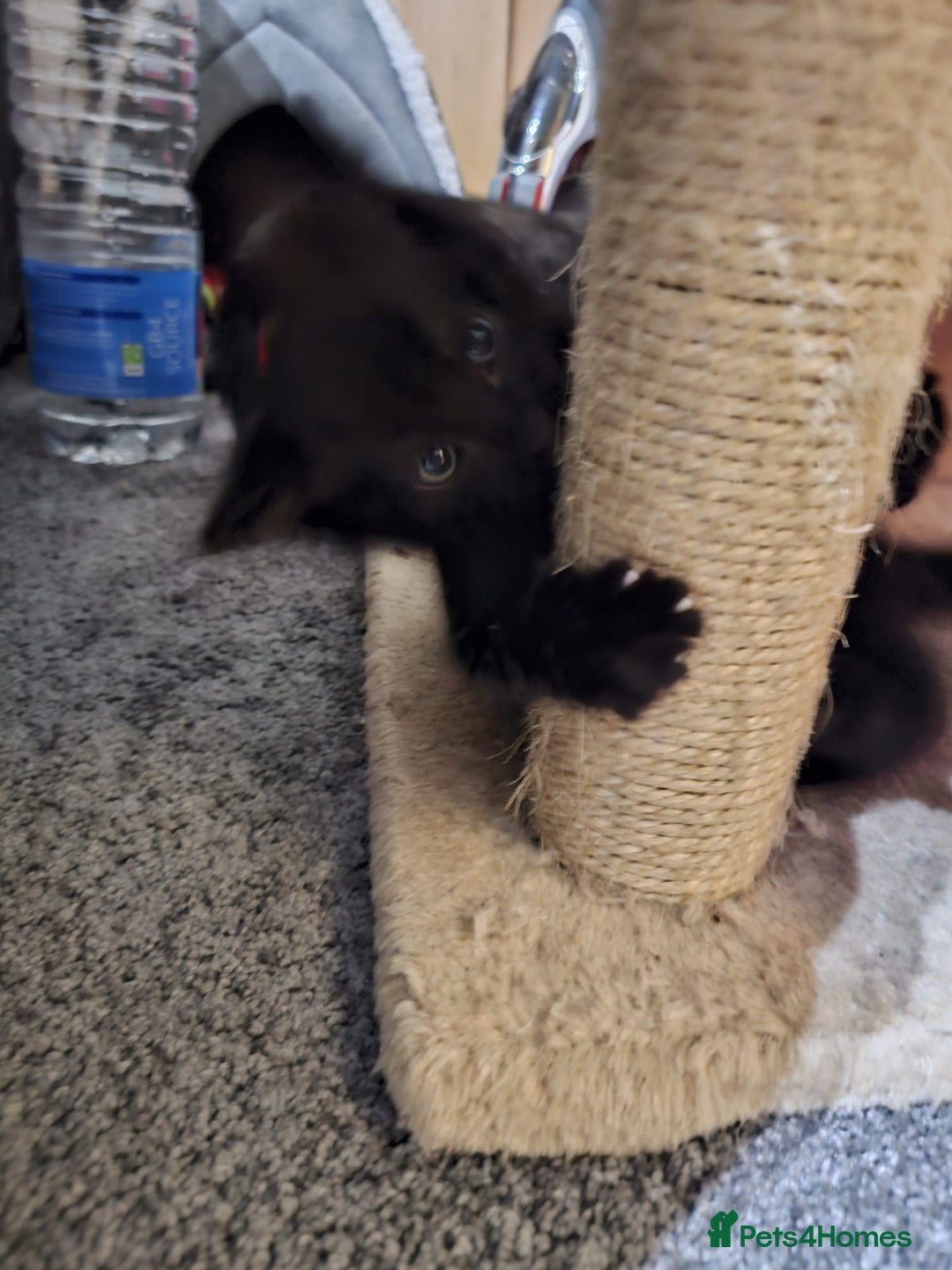 Bombay cats for sale: Bombay - Image 1