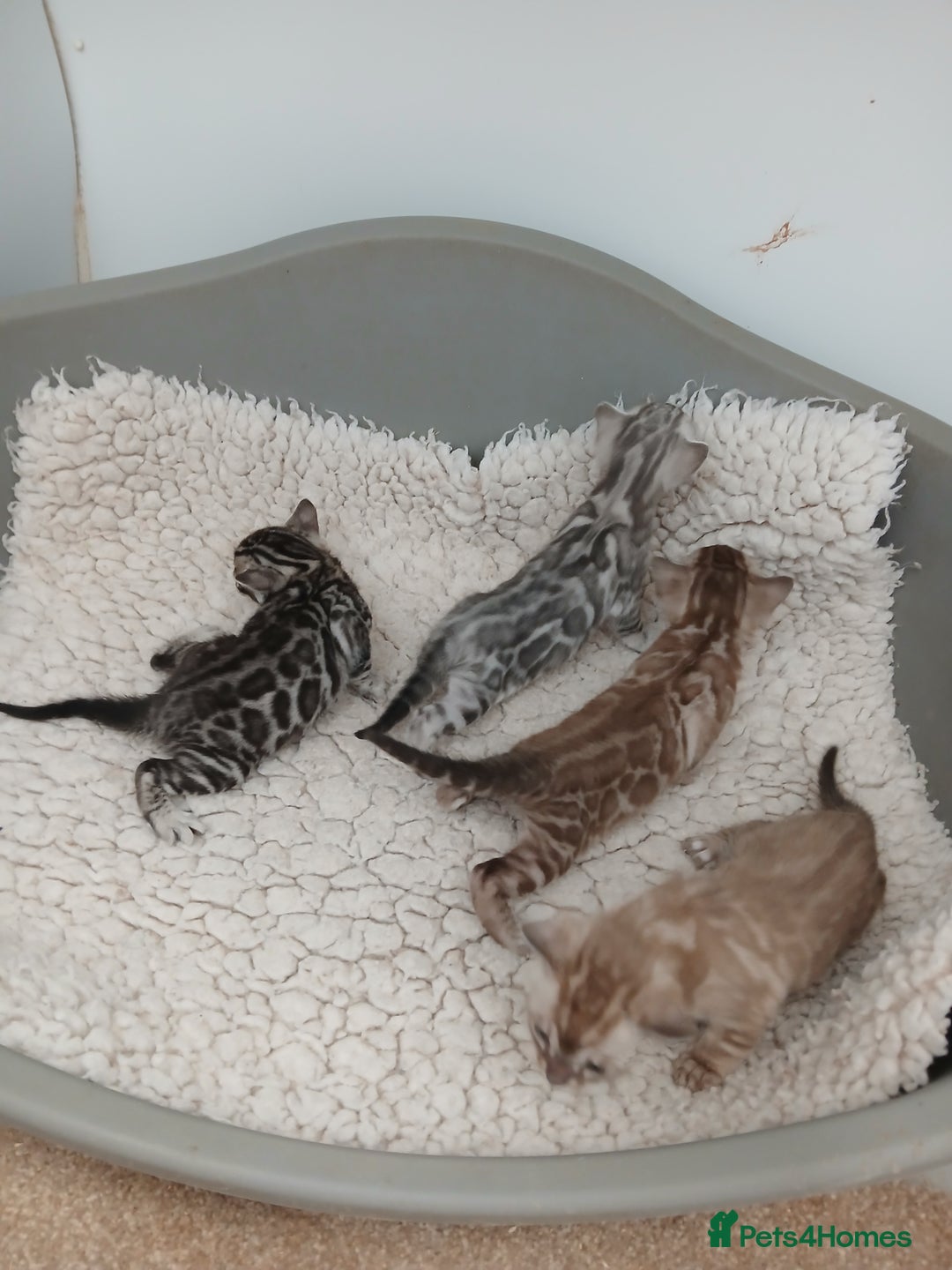 Bengal cats for sale: Stunning Bengal kittens - Image 2