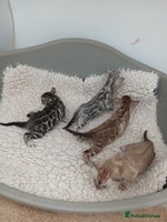 Bengal cats - Advert 9
