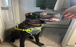 Mixed Breed dogs for sale: Female Cane Corsa Cross Presi  - Image 4