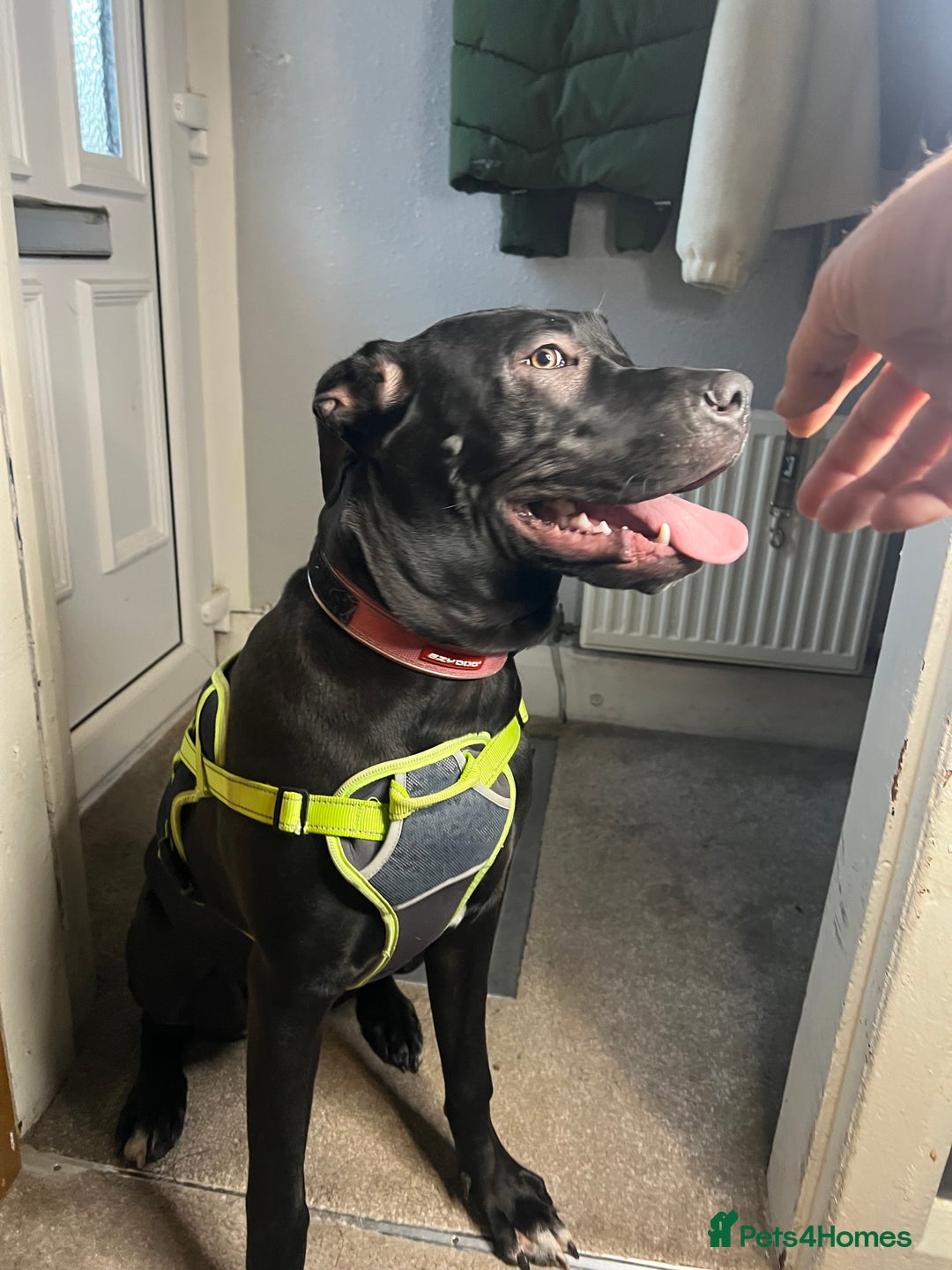 Mixed Breed dogs for sale: Female Cane Corsa Cross Presi  - Image 4