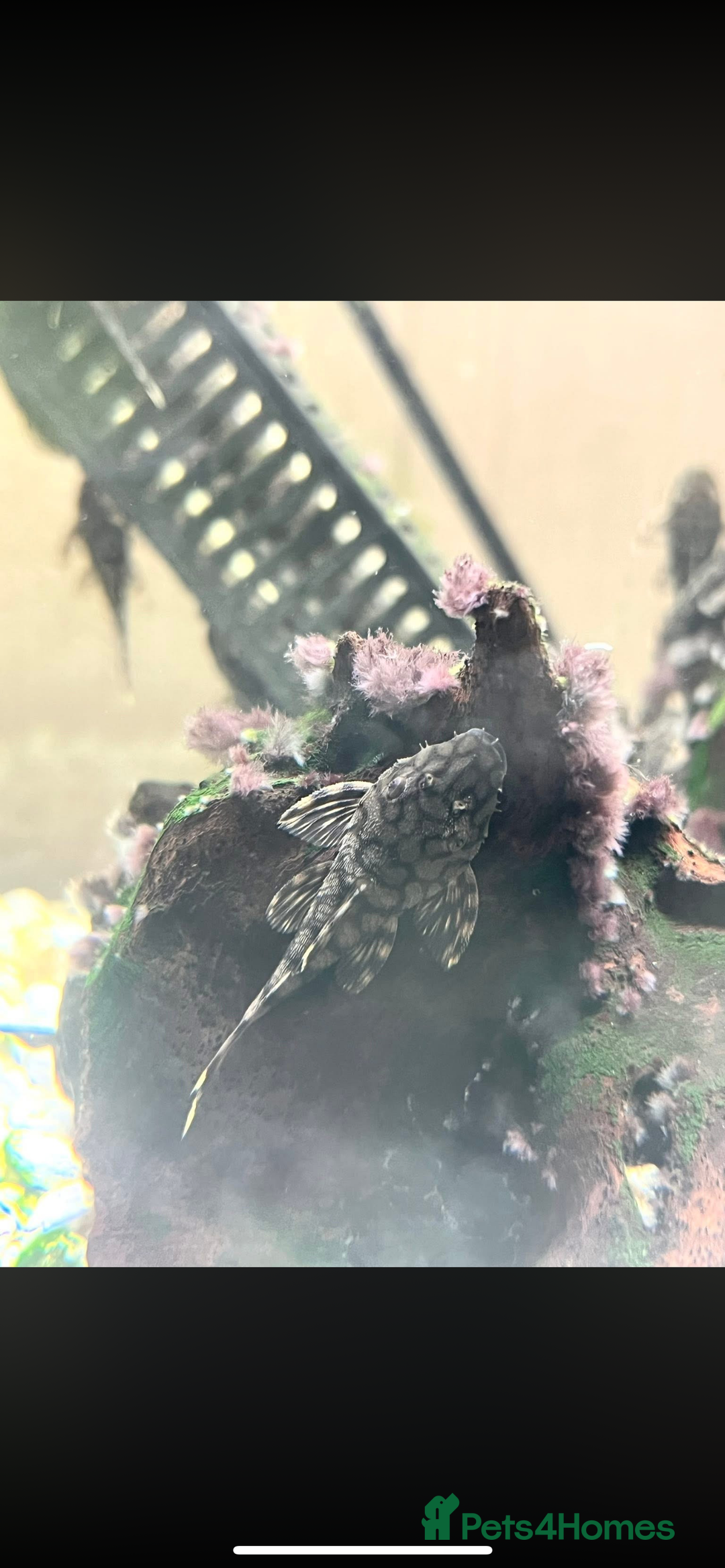 Plecos fish for sale: L519 Honeycomb Plecos  - Advert 8