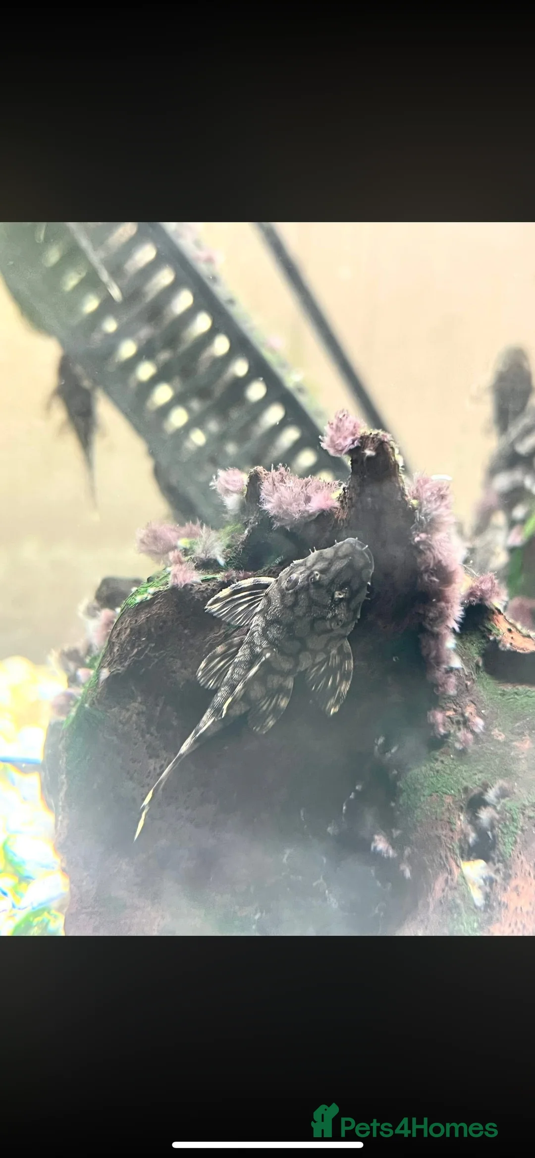 Plecos fish for sale: L519 Honeycomb Plecos  - Advert 8