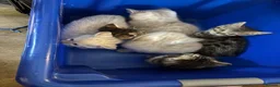 Mixed Breed cats for sale: Bengal cross Kittens for sale inc White/ Cream in Petworth - Advert 4