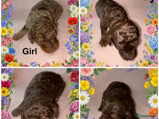 Cockapoo dogs DNA TESTED, Stunning Cockapoo Pups,Ready 5th June - Advert 4