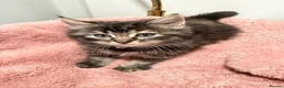 Mixed Breed cats for sale: 🌻Domestic Long-Haired Ready2Go🌻  - Advert 5