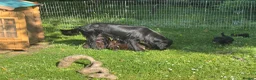 Flat coated Retriever dogs for sale: Gorgeous liver and black Flatcoat Retrievers - Advert 6