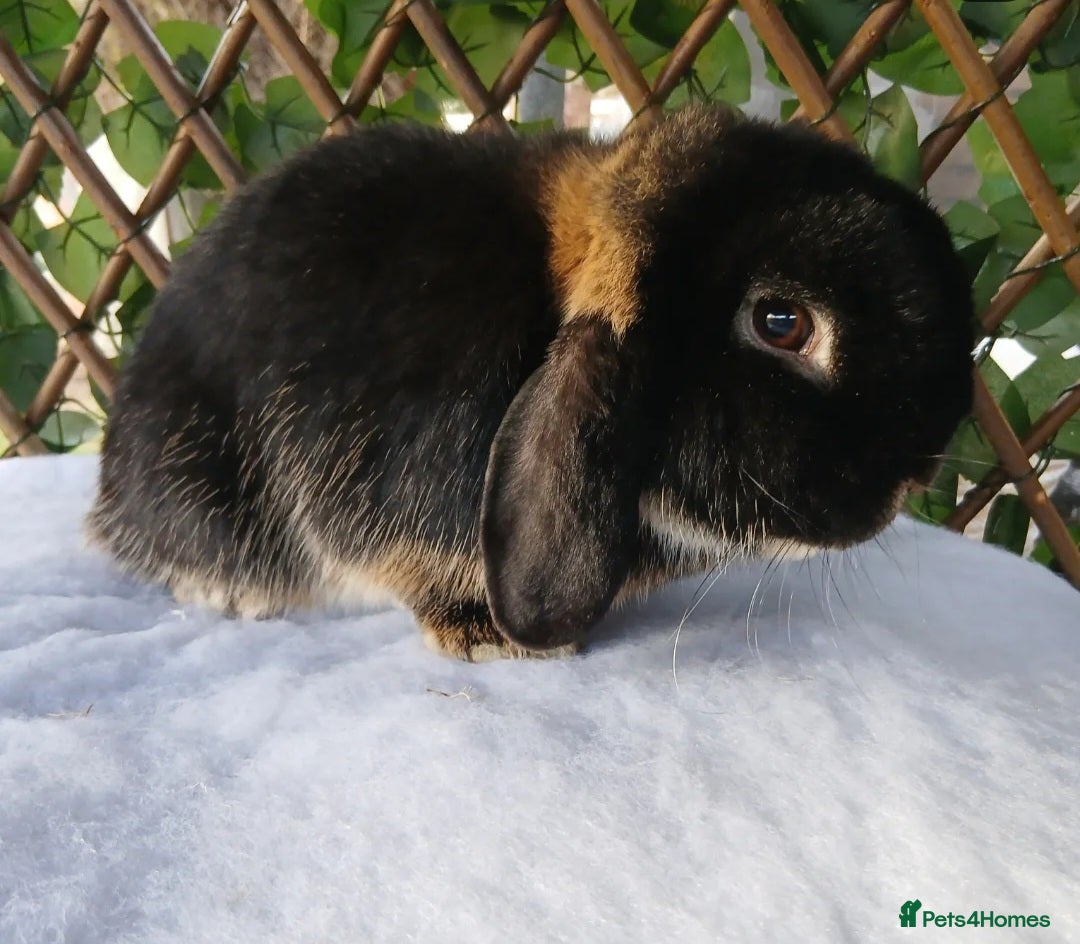 Mini Lop rabbits 1 year old vaccinated mini lop buck ready now - Advert 12